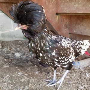 Here's one of our polish chickens here at the farm.

For more on the Savage Farm, visit:
ciannasavage.blogspot.com