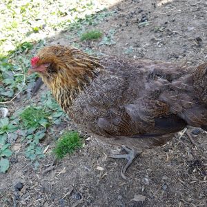 And our Easter Egger.. She lays pretty blue eggs!

For more on the Savage Farm, visit:
ciannasavage.blogspot.com