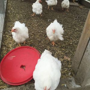 Here's some of our pullets we raised over the Summer.

For more on the Savage Farm, visit:
ciannasavage.blogspot.com