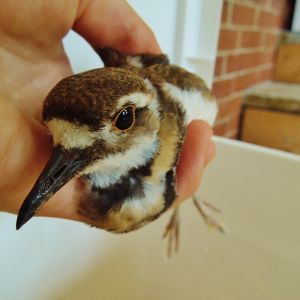 Killdeer