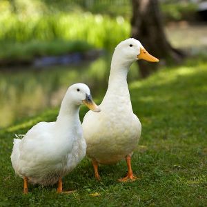 File source: http://commons.wikimedia.org/wiki/File:Pair_of_white_domesticated_ducks.jpg