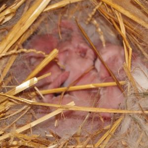 ist rabbit litter