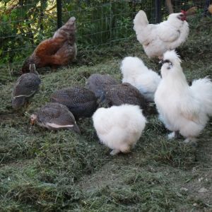 Genghis Khan[ Silkie rooster] with his adopted Guinea children.