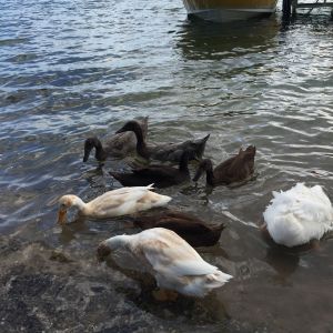 Discovering the lake