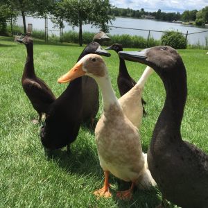 Checking out an airplane