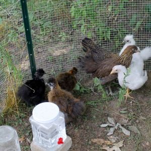 Hatch Date June 6, 2016 ~  Date of Picture July 24, 2016 ~ 2 Easter Eggers, 2 Partridge Silkies, 1 Black Silkie, 1 White Leghorn & 1 White Silkie (supposed to be a Roo)