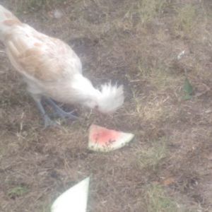 Buffy, Buff laced polish, enjoying watermelon rind.