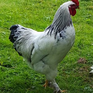 Brahma Rooster, 19 weeks old