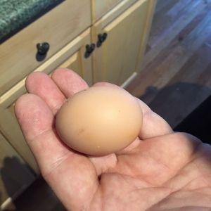 Our FIRST egg! 8-1-16.