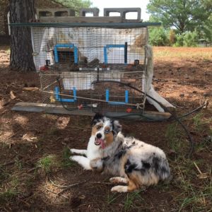 "Heidi", my Aussie, guarding our three baby Bantys. (Rain is coming, so we just threw these cages together for a temporary pen.)

The chicks have red and black feathers and feathered feet.