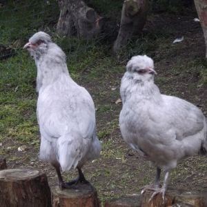 Arn't we pretty? We're Lavender Araucanas.In New Zealand Araucanas have tails.Our names are Bluebelle and Violet.