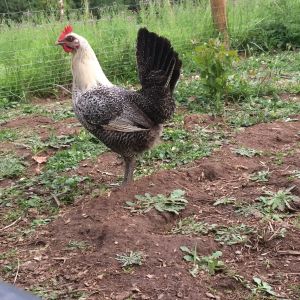 Sparrow, our Egyptian Fayoumi who is smaller than all our other chickens and knows how to escape the fence.
