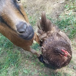 Etta our 1 year old chocolate Orpington with her bestie, Quinn, our 1 year old Nigerian Dwarf dairy goat.