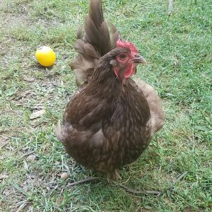Hannah, our 1 year old chocolate Orpington.
