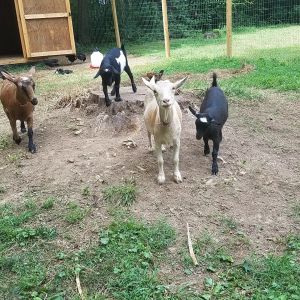 Our Nigerian Dwarf dairy goat herd. Left to right: Quinn - 1 year, Pheonix - 5 months, Madison - 3 years, and Wade Wilson - 5 months.