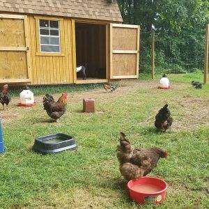 CR Farm barn and farm yard with some of our flock. August 2016