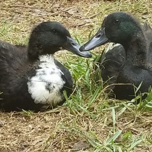 Duckie and Andie, our 6 week old Cayuga ducklings. August 2016