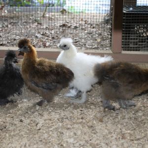 Silkies from My Pet Chicken.