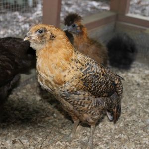 Easter Egger from My Pet Chicken
