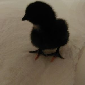 Black Star female, 3-day-old