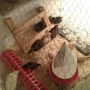 Livin' in the bathtub