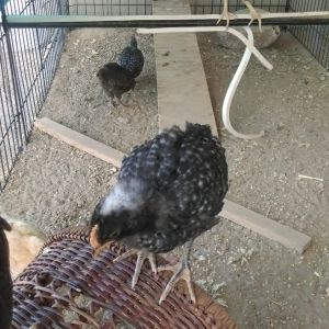 Foreground - Barred Rock, Background - SL Wyandotte