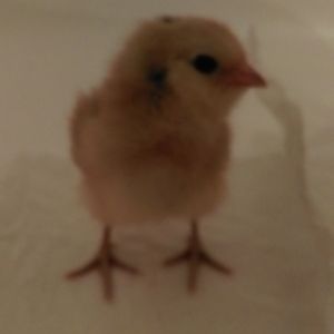 Easter Egger