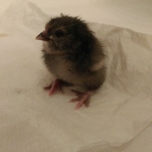 Our sole surviving Favaucana hatchling.