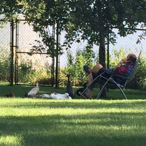 Hanging out with the flock