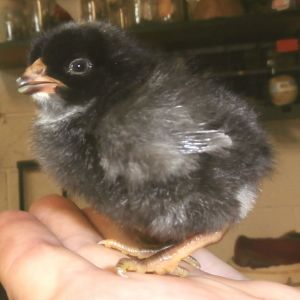 This is my Cuckoo Marans chick, from the second batch of 2016. Bought as as replacements for the three hens that died, and of course Chaz's 'sex change'.
