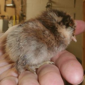None of these chicks are named yet, I wait until they develop something that will distinguish them first. This is one of the three Easter Eggers i ordered in the 2nd batch.