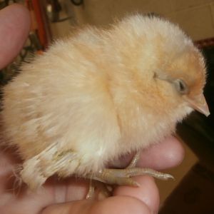 This one I didn't plan for! She was just in the box with the others. I called Chickens For Backyards, they looked up my order and told me she was an Easter Egger pullet.