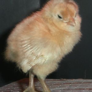 A better pic of the 'stowaway'. She is so plain and light I really hope she grows up to be an all white hen!