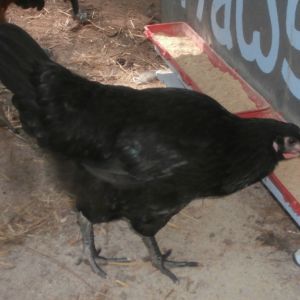 Glinda. The Good Witch Of The South from the Wizard Of Oz series of books. She was supposed to be an EE as were  all the others of the frst batch bought at the feed store, but I'm being told she is actually a Black Australorp.