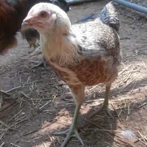 Robin. The shyest of all my chickens, she's even wary of her sisters.