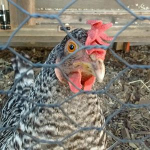 Audrey keeping a wary eye out for threats to her chicks