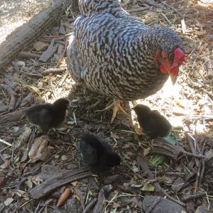 Audrey and her chicks at 5-days old