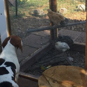 Ella (our beagle) loves watching the chickens