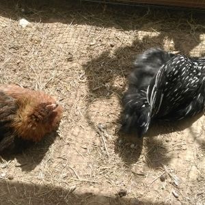 BeeBee and Coco - bathing beauties!