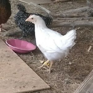Daisy - White Leghorn, 7wks