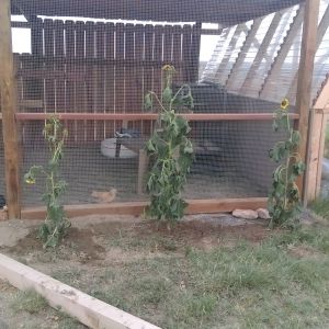 Added some wild sunflowers for fu ture shade.