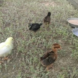 Daisy, Coco, BeeBee, Hazel - abt 2wks enjoying the great outdoors