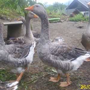 domestic geese