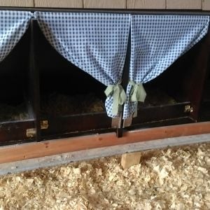 I just had to add curtains. Nest boxes are the top hutch of an office desk cut down short and removed doors.