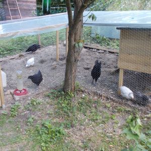 my chicken coop