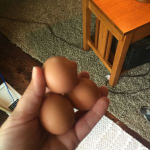 First eggs 7-19-2016