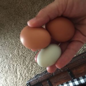 First Ameracauna egg