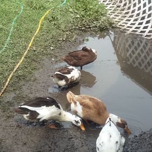 My 4 anconas, and a rescue from a friend.  Enjoying a wonderful mud puddle after a rain.