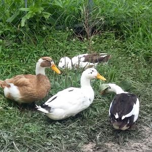my 4 ancona ducks.  3 boys and a girl, wouldn'tcha figure.
