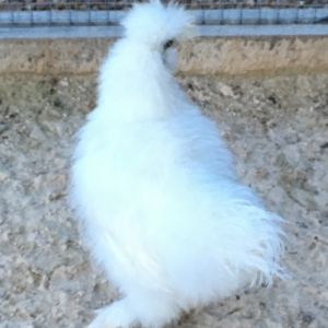One of my silkie chickens